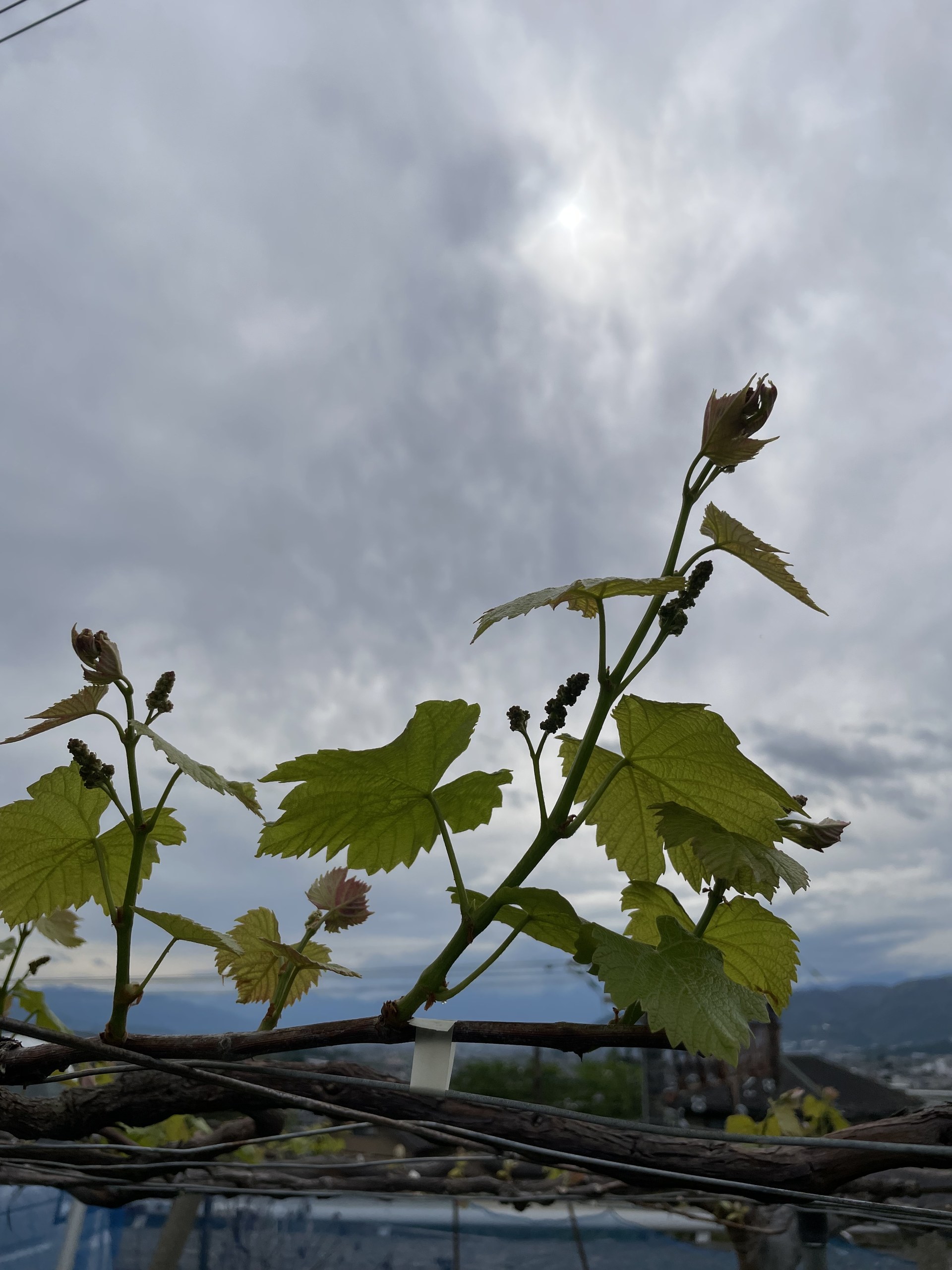 ぶどうの花芽（別アングル）