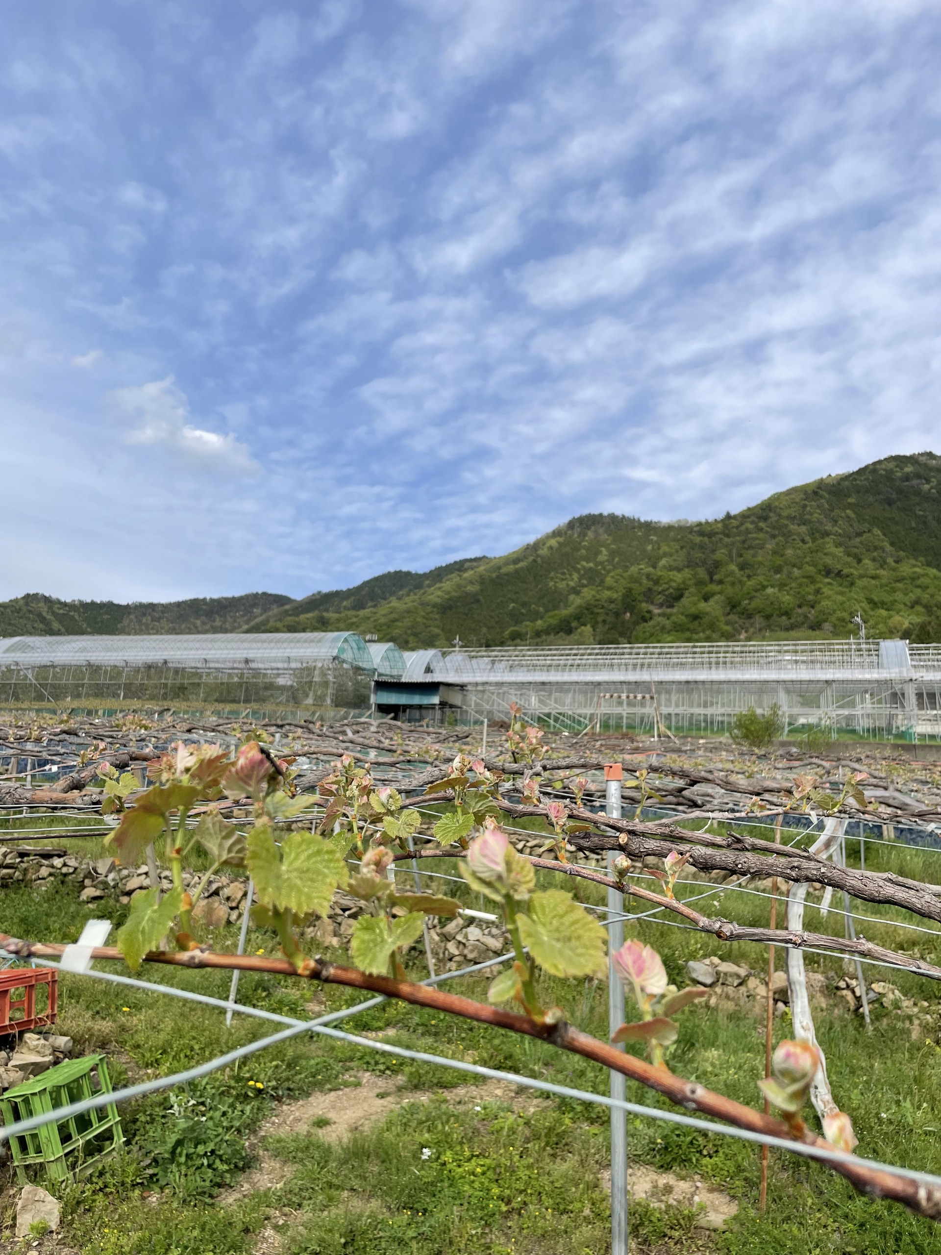 枝から広がる新芽と葉